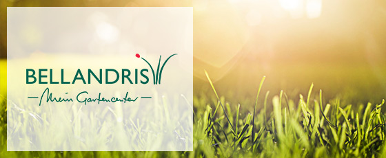 cosrx's aloe soothing sun cream COSRX main image 1