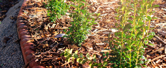 Rindenmulch / Pinienrinde meingartencenter24.de Garten Online Shop
