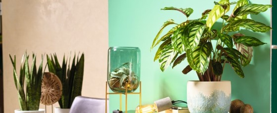 calathea prayer plant Calathea Makoyana – Peacock Plant main image 1